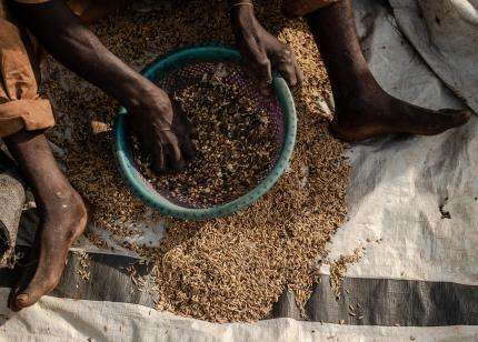 A resident of Mbawa camp sorts through a bowl of grain