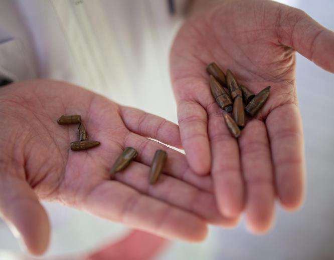 Bullets collected at the MSF hospital in Cité Soleil, Port-au-Prince, in May. 