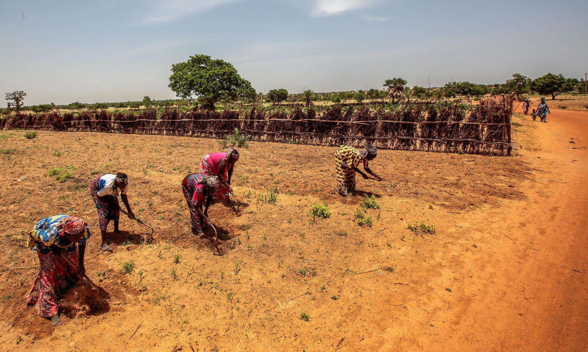 Farmers cultivate their land near the village of Riko in Katsina State amid a drought.