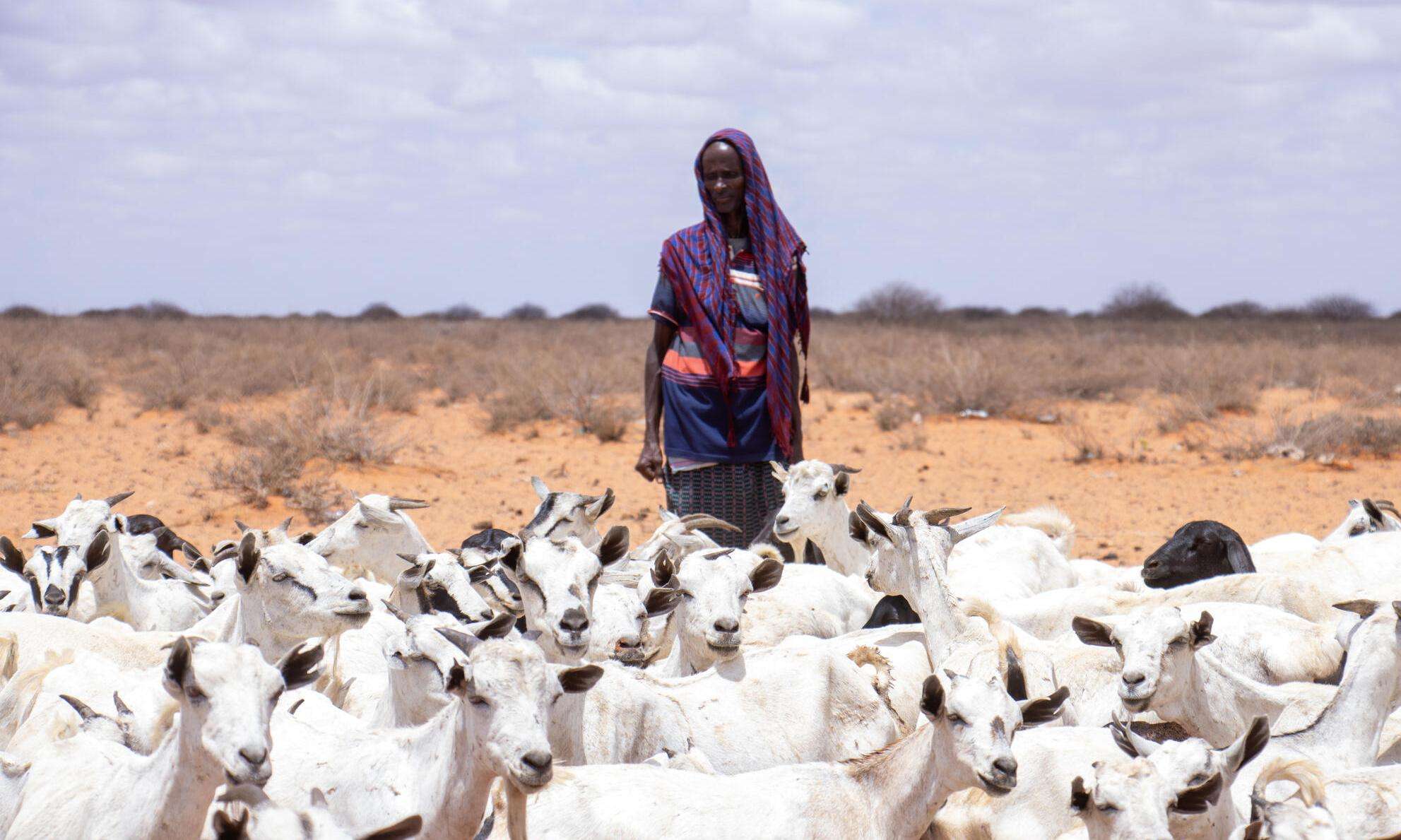 A shepherd stands with a flock of goats in Somalia. 