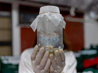 A gloved lab technician is holding a covered jar full of mosquitos, obscuring their face.