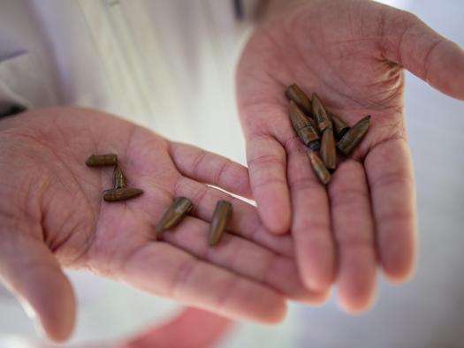 Bullets collected at the MSF hospital in Cité Soleil, Port-au-Prince, in May. 