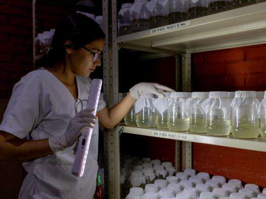 An MSF staff member looks at a shelf of jars containing mosquitoes to prevent dengue and other arboviruses in Honduras