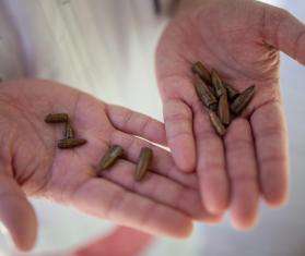 Bullets collected at the MSF hospital in Cité Soleil, Port-au-Prince, in May. 